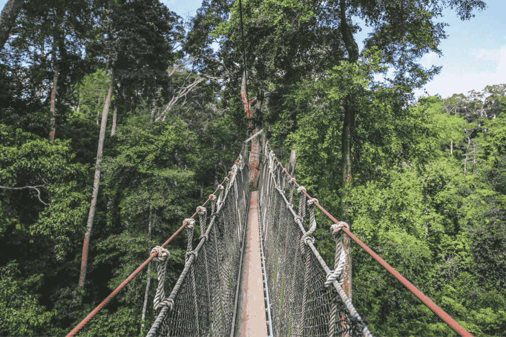 Kakum-Canopy-Walk-2